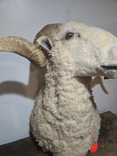 Vintage Ram Sheep Shoulder Mount Taxidermy Log Cabin Bar Decor  - Imagen 6 de 20