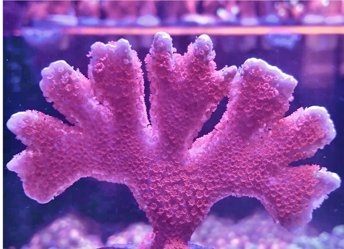 live coral Forest Fire Montipora digitata Frag up to 1,5