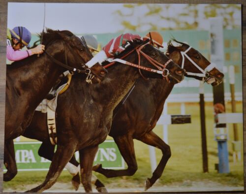16" x 20" - Large Vintage Horse Racing Original Photo - Tampa Bay Downs c1990s - Picture 1 of 2