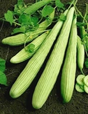 1/2 oz Cucumber Seeds, Armenian Yard Long Cucumbers, Heirloom Seeds, Easy! 500ct