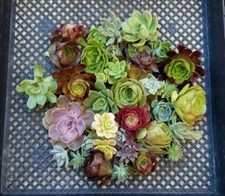 Succulent cuttings LOT OF 10 Rosette pieces ONLY Echeveria  Aeoniums Sempervivum