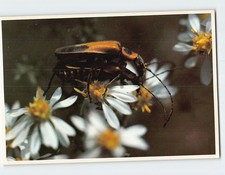 Postcard Just a little good natured fun with Beetle Flowers Close Up Pic...