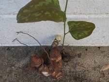 Chaney Root - SMILAX BALBISIANA Cocolmeca ROOTED LIVE PLANT- Herbal 1.5Lbs
