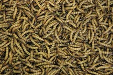 Live Superworms 250 Count  Premium Feeder Insects  Fresh Packed