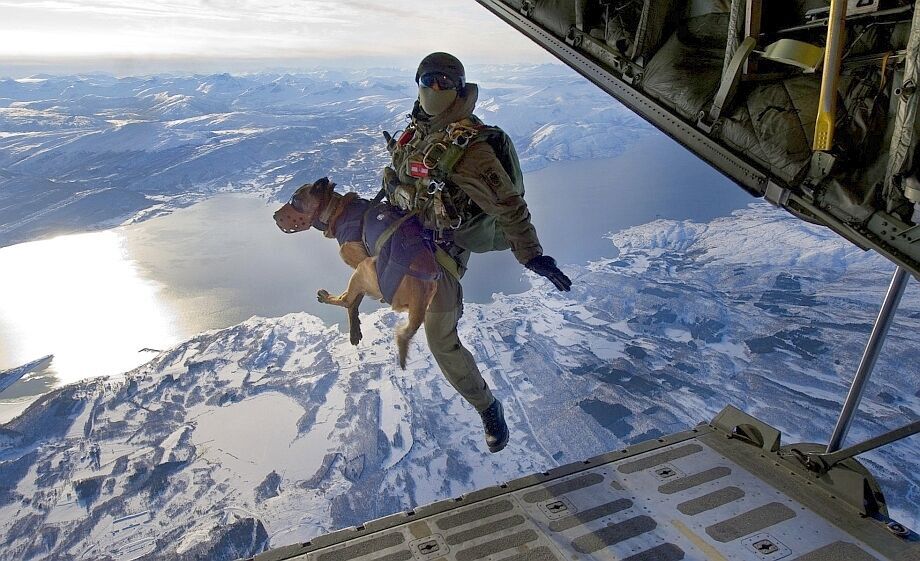 Navy Seal Belgian Malinois Free Fall 8x10 Picture Celebrity Print