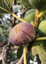 2 x &ldquo;Pittakouri&rdquo; Fig Tree cuttings BROWN FIG From CYPRUS Island