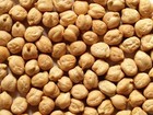 50 Garbanzo Bean Seeds - Chickpea Seeds - Organically Grown - Free Shipping!