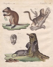 Topolino Della Raccolta Bertuch 1800