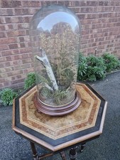 Antique Victorian Glass Dome Taxidermy