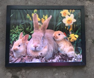 Framed Lenticular 3D Picture Bunnies & Daffodils Flemish Giant Hologram Easter