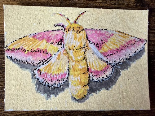 ACEO Original Art OOAK Rosy Moth 2.5x3.5 On Paper By Amy A (Roguish ArtLab)