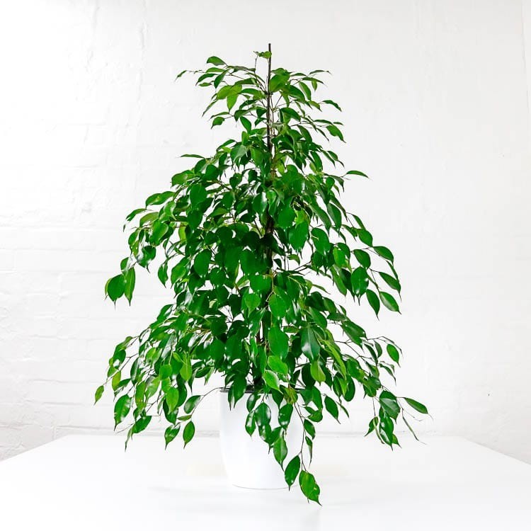 Weeping Fig ‘Danielle’ - 100cm