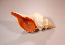 Florida Horse Conch Triplofusus Giganteus Seashell Natural Beach Decor 14"