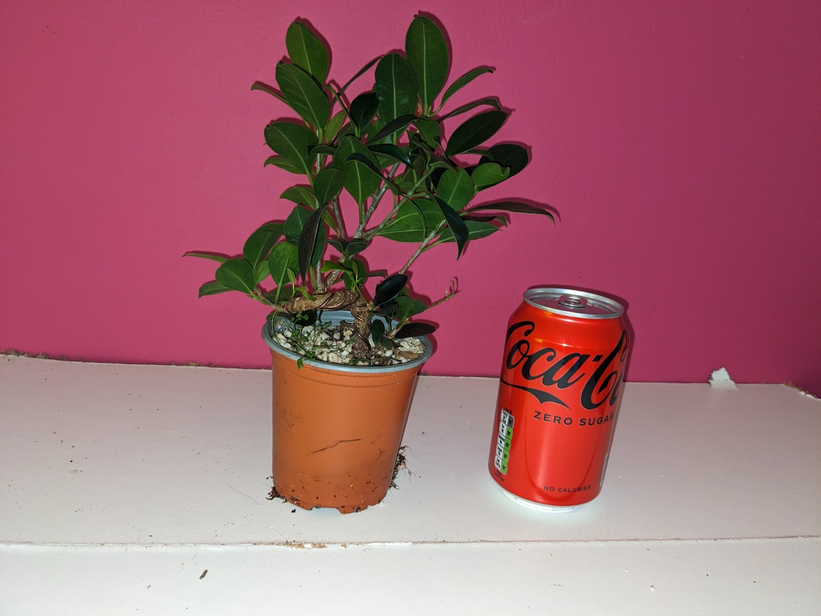 Ficus Microcarpa Young Plants PreBonsai eBay