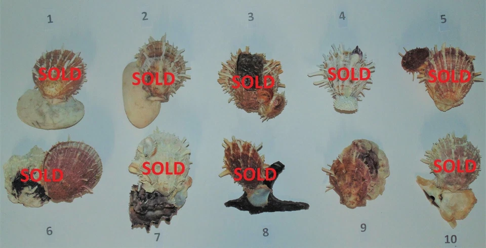 ONE (1) LARGE SPONDYLUS DUCALIS SPINY OYSTER PAIR W/ ATTACHMENT, CRAFT BEACH - Image 2 of 4