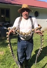 Vtg Sleigh Bells 29 Graduated Brass Petal Bells Double Leather 87" Long