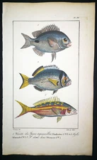 1834,P.L.OUDART ORIGINAL ENGR. FINE ANTiQUE WATERCOLOURING ON RARE FISHES Y16