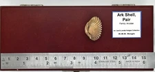 Ark Shell, Unspecified, Pair (Anadara ?) -- 1.00 x 0.75 in. approx. / ~ 25 mm