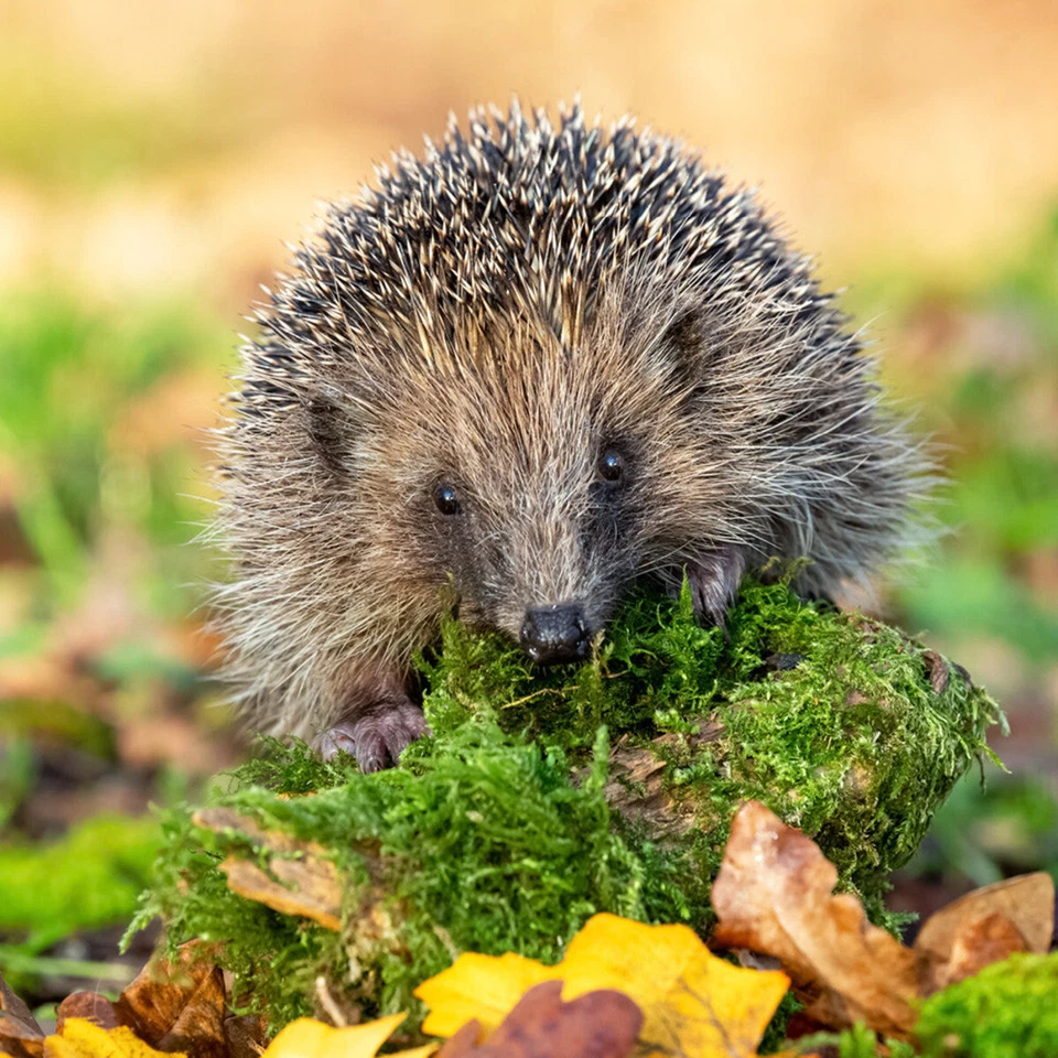 Beaphar Igelfutter 1 kg, UVP 12,99 EUR, NEU - Bild 3 von 4