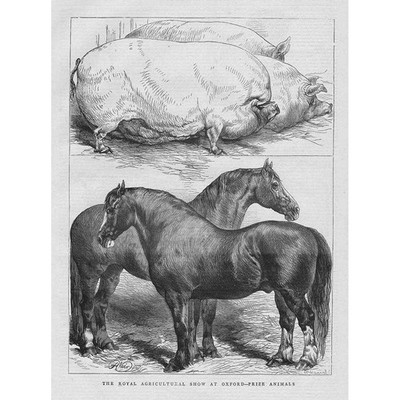 OXFORD Preis Tiere auf der Royal Agricultural Show - antiker Druck 1870