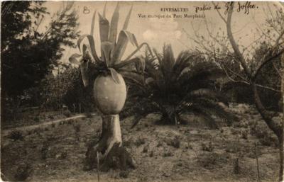 CPA RIVESALTES Exotische Ansicht des Parks Monplaisir (680881)