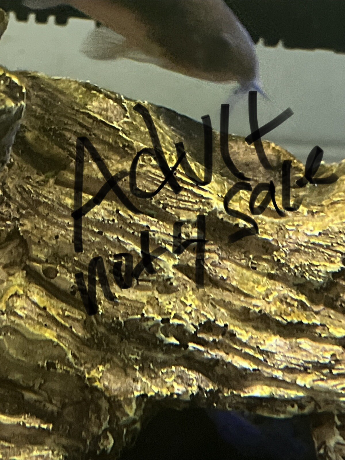 bronze corydoras / bronze cory or a green cory Live fish (juveniles