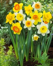 4 - LARGE CUP DAFFODIL MIXTURE Flower Bulbs - Large Beautiful Perennial Blooms