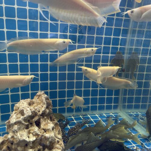 albion-sliver-arowana-8-9-nch-live-fish-eat-pellets-big-0