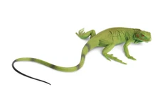 Incredible Creatures 258329 Iguana Baby figure Safari 58306