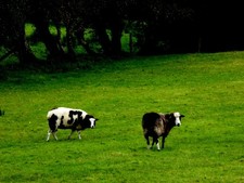 Foto 6x4 Jacob Sheep, Arvalee An Oghmagh von hier gezoomt [[5547306]] c2017
