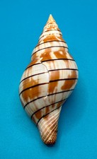 Cinctura tortugana 103.9mm – Pulley Ridge (260 ft) Trap Collected