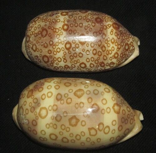 71 , 72 mm Differance Pattern Cypraea Argus Seashell Racha Island Phuket #A8 - Picture 1 of 2