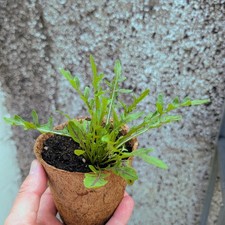 Wild Rocket 'Dragon's Fire' Plant in a 10cm Coir Pot (Ready Now)