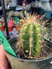 Pilosocereus Blue Azureus Cactus Succulent 2.5"Tall #105G Houseplant