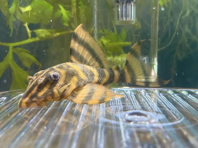 Takutut Bloodred Tiger Plecos L306 Breeding Pair read description 
