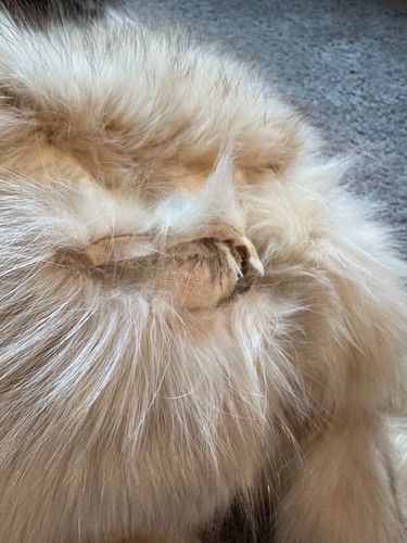 Abrigo Kudra Furs Oleg Cassini Beige Visón y Piel Crema Cierre de Hebilla - Imagen 11 de 19