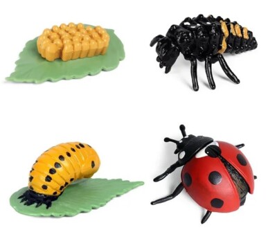 Life Cycle Ladybug Insect Set Animal Toy PVC Action Figure Doll Kids Toys Gifts