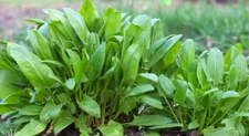 500+Large Leaf Sorrel Seeds chukakura Culinary hardy perennial Herb USA