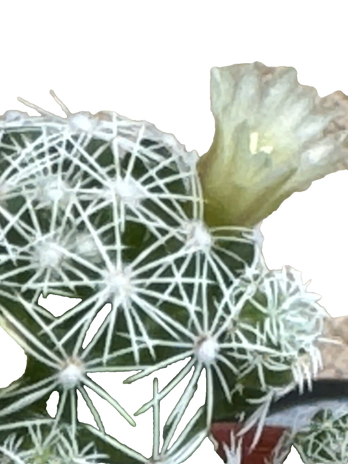 Clay Tropical Plants, Seeds & Bulbs