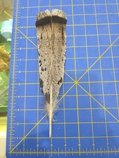 Y302 Single Hybrid Turkey Tail Feather Faux Eagle