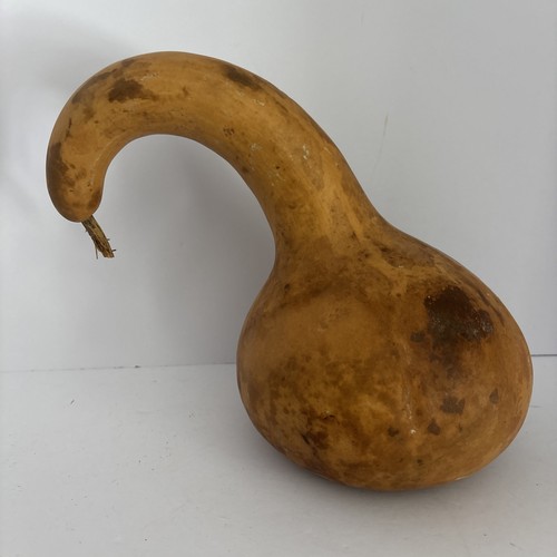 Weird Dried Large Gourd - Seeds Inside - Crafts, Bird House, Music