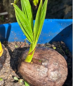 Dwarf Puerto Rican Organic Coconut seed sprouted