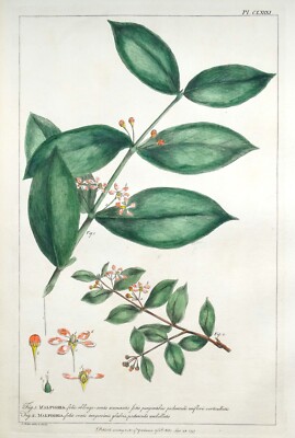 Antiker Botanischer Druck MALPIGHIA, BARBADOS CHERRY Philip Miller Vintage 1760
