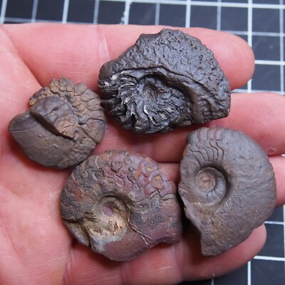 4pcs 58gr Goniatite Devonian Mineral Fossil Ammonite 651