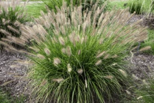 20+ Fountain Grass Seeds Pennisetum Alopecuroides, Hardy Ornamental