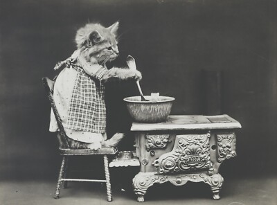 Black and White Photo Cat Kitten Baking a Cake  8 x 10 Reprint  A-5