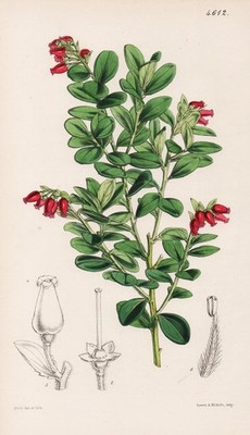 Vaccinium Rollisoni Java flower botany flower botany lithograph Curtis 4612