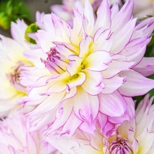 Dahlia Tuber Crazy Love