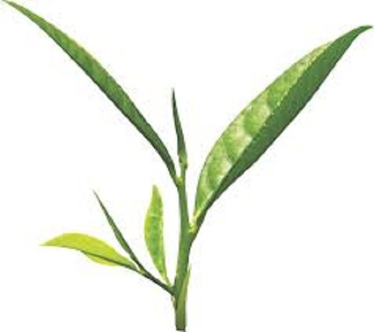 Oolong (Milk) Flavored Taiwan Leaf tea. 8oz
