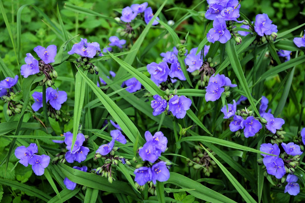 100 Purple OHIO SPIDERWORT (Widows Tears / Bluejacket